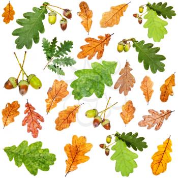 set of summer green and autumn brown oak leaves isolated on white background