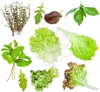 set of various fresh salad leaves isolated on white background