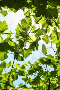 green grape leaves of vineyard on blue sky background