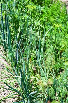 bed with spicy herbs in garden - green onions, dill, parsley