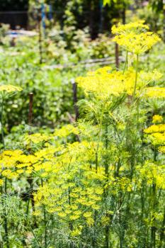 yellow blooming of dill herb in garden in summer day