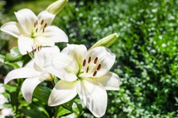 white flowers of Lilium candidum (Madonna Lily) in green garden in sunmmer day