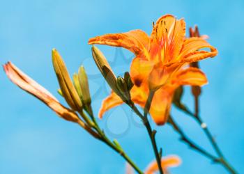 fresh flowers of orange lily close up with blue background outdoors
