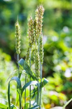 few spikelets of green wheat in garden in sunny summer day