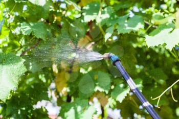 spraying of vineyard by pesticide in summer day
