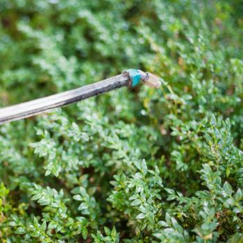 sprinkler and boxwood bushes after pesticide treatment of garden