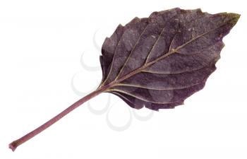 fresh leaf of purple basil herb isolated on white background