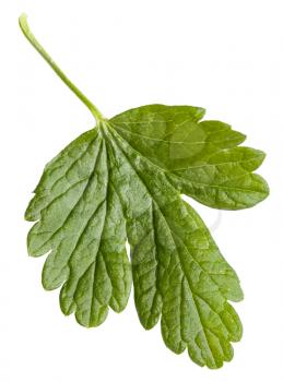 green leaf of Gooseberry plant isolated on white background