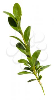 green twig of buxus (boxwood, box, box-tree) plant isolated on white background
