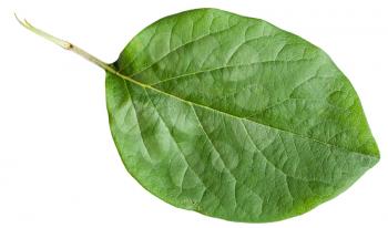 green leaf of Quince tree (Cydonia oblonga) isolated on white background