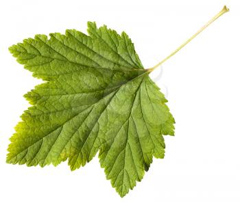 green leaf of Blackcurrant plant (Ribes nigrum) isolated on white background