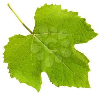 green leaf of grape vine plant (Vitis vinifera) isolated on white background