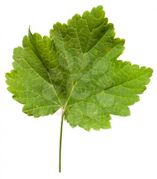 fresh leaf of grape vine plant (Vitis vinifera) isolated on white background