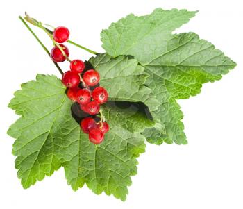 red berries and green leaves of redcurrant (Ribes rubrum) plant isolated on white background