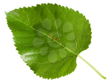 green leaf of Morus tree (black mulberry, blackberry, Morus nigra) isolated on white background