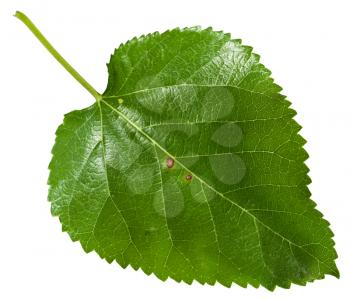 fresh leaf of Morus tree (black mulberry, blackberry, Morus nigra) isolated on white background