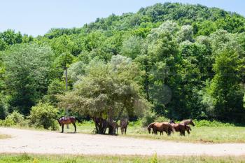 rural landscape with herd of horses in low mountains near Shapsugskaya village in the North Caucasus region in sunny summer day