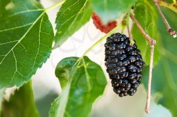 ripe black berry on Morus tree (black mulberry, blackberry, Morus nigra) close up in sunny day