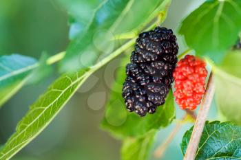 ripe black and red berries on Morus tree (black mulberry, blackberry, Morus nigra) close up in sunny day