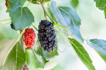 black and red berries on blackberry tree (black mulberry, Morus nigra) close up