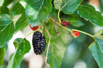 black and red berries on mulberry tree (blackberry, Morus nigra) close up