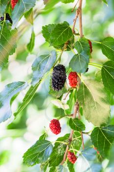 twig with black and red berries on Morus tree (black mulberry, blackberry, Morus nigra) close up in sunny day