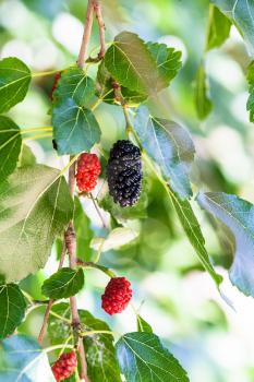 twig with black and red berries on blackberry tree (black mulberry, Morus nigra) close up in sunny day