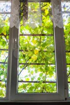 view of vineyard through window glass in country house in summer day