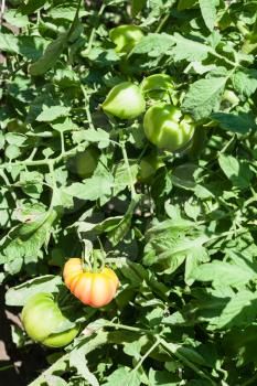 green and red tomatoes on bush in sunny summer day