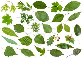 set of varuious green leaves isolated on white - mulberry, redcurrant, currant, ribes, peach, thuja, pear, basil, cherry, crataegus, hawthorn, redhaw, raspberry, rubus, walnut, poplar, acacia, etc