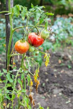 bush with tomatoes on stake in vegetable garden after rain