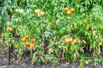 tomato bushes with fruits in vegetable garden after rain