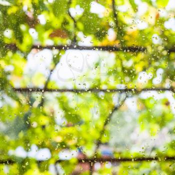 raindrops on window glass of country house and blurred vineyard on background in summer day