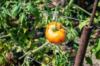 one ripe tomato on bush in vegetable garden in sunny summer day