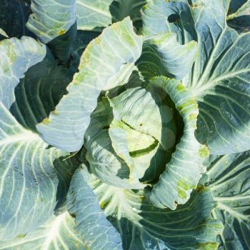 top view of head of white cabbage in garden illuminated by sun