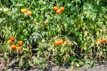 tomato bushes with fruits in vegetable garden in summer day