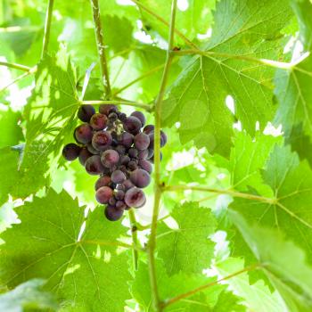 ripe dark red grapes on vine in sunny summer day