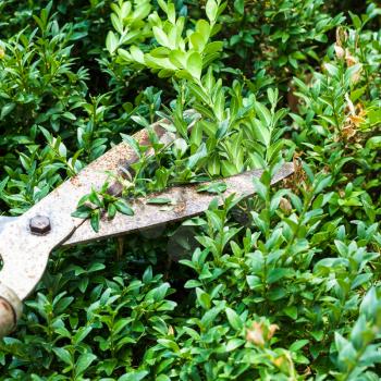 cutting boxwood bushes by pruning shears in summer day