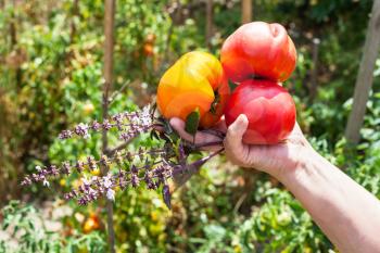 farmer hand holds new harvest from ripe tomatoes and basil herb with vegetable garden on background
