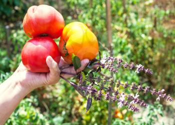 gardener hand holds new harvest from ripe tomatoes and basil herb with vegetable garden on background
