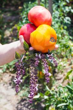 female hand holds new harvest from ripe tomatoes and basil herb with vegetable garden on background