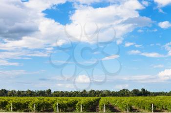 blue sky with white clouds over vineyards in sunny summer day, Taman - Phanagoria vine region, Kuban, Russia