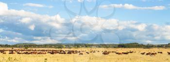 herd of cows grazing in pasture under blue sky with white clouds, Kuban, Russia
