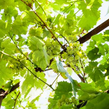 Vine with bunches of green grapes in sunny summer day