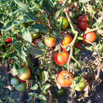bush tomatoes on wooden stake in garden illiminated by sun