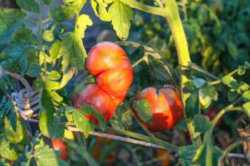 ripe red tomato on bush in garden illuminated by sun in summer evening