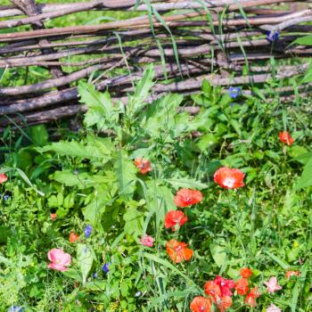 rural scenery - old wattle fence and green meadow with red poppy flowers
