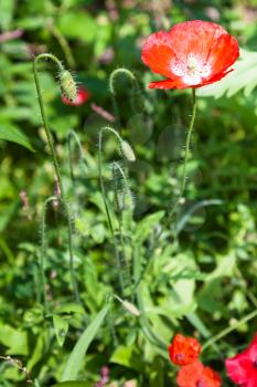 red poppy flower at green meadow in sunny summer day