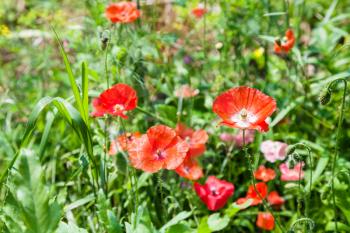 green meadow with red poppy flowers in sunny summer day