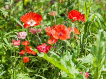 meadow with green grass and red poppy flowers in sunny summer day